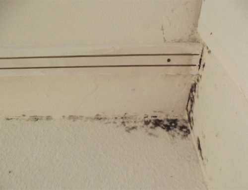 Toxic Black Mold: The Biggest Threats to a Healthy Home